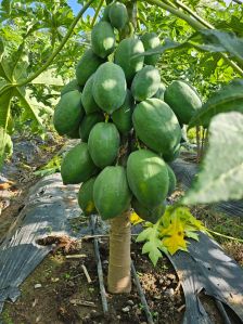 Red Lady Papaya