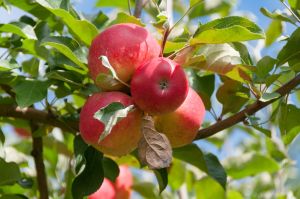 Gala Apple Plants