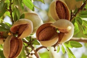 Grafted Almond Plants