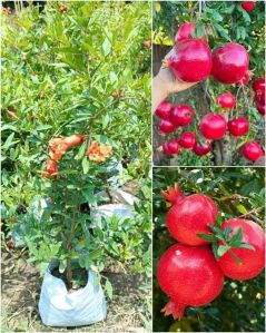 Grafted Pomegranate Plants