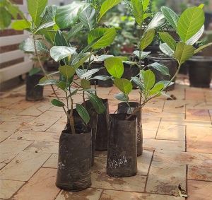 Jackfruit Plants