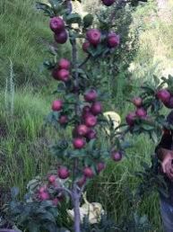 Jeromine Apple Plants