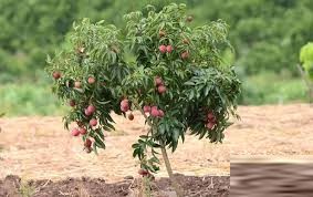 Kalkatiya Litchi Plants