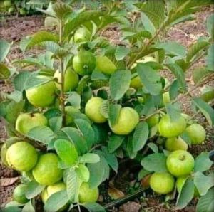 L-49 Guava Plants