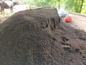 Vermicompost