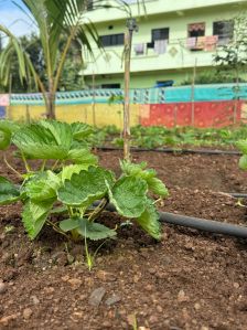 Winter Down Strawberry Plant