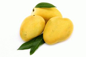 Fresh Salem Mango