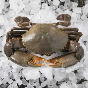 Frozen Crab