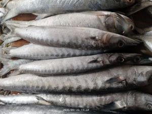 Frozen Sheela Sea Fish