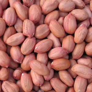 Bold Groundnut Seeds