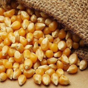 Yellow Maize Seeds