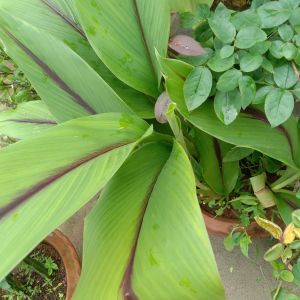 Black Turmeric