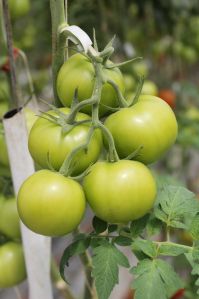 Natural Green Tomato