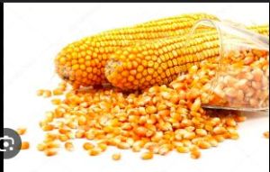 animal feed yellow maize seeds