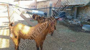 Sirohi Goat