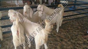 Gulabi Females Sojat Goat