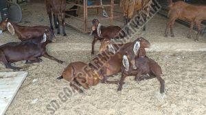 Female Goat