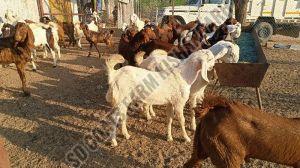 Kid Sojat Goat