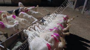 Hyderabadi Goat