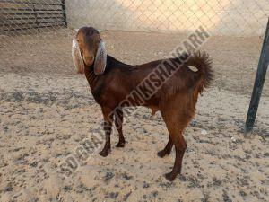 Sirohi Brown Ajmeri Male Goat