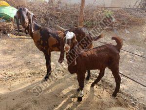 Sirohi Goat Kids