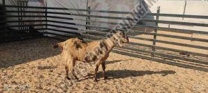 Male Sirohi Desi Bakra