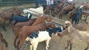 Male Sirohi Cutting Goat