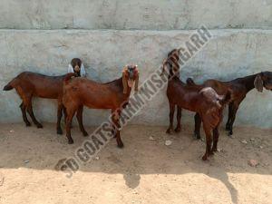 Sirohi Cutting Goat