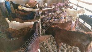 Cutting Sheep mutton