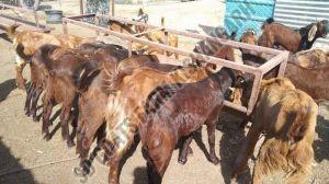 Male and Female Healthy Goats