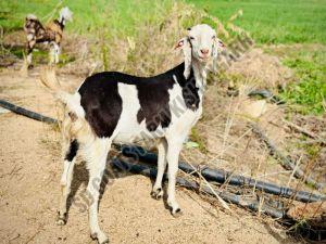 Gujari Female Goats
