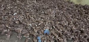 Black Turmeric