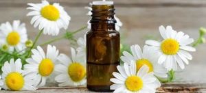 Chamomile Roman Essential Oil