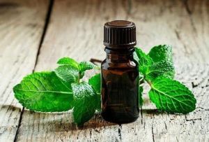 Indian peppermint oil