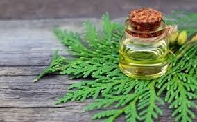 THUJA WOOD OIL