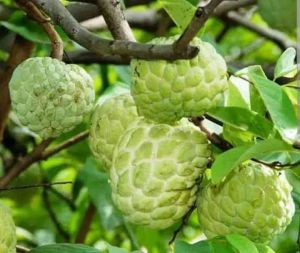 Custard Apple