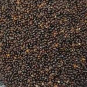 black little millet