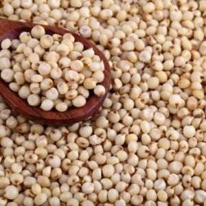 Jowar Sorghum