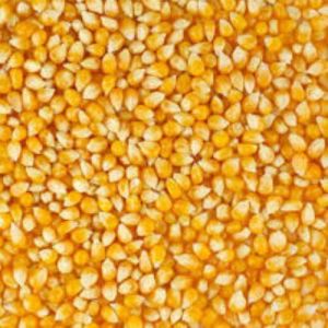 Yellow Maize Seeds