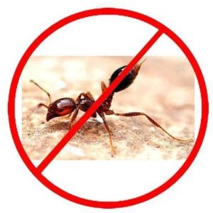 ant pest control services