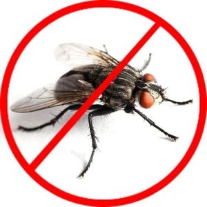 House Flies Control Services