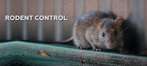 rodent control services