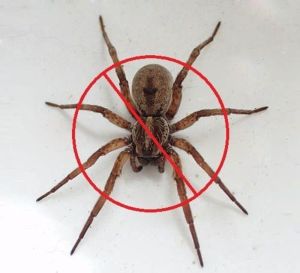 spider pest control services