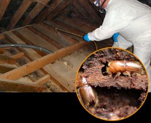 Wood Borer Control Services