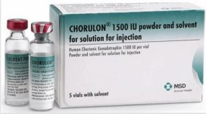 Chorulon 5000 Iu Injection