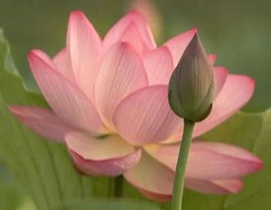 Pink Lotus Flower