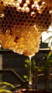 Organic Honey