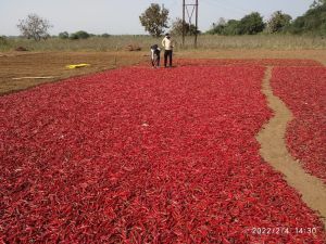 Dry Red Chilli