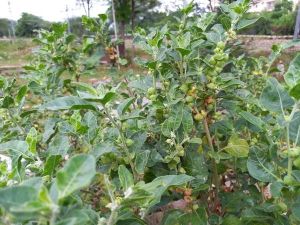 Ashwagandha Powder