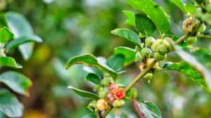 Ashwagandha Powder